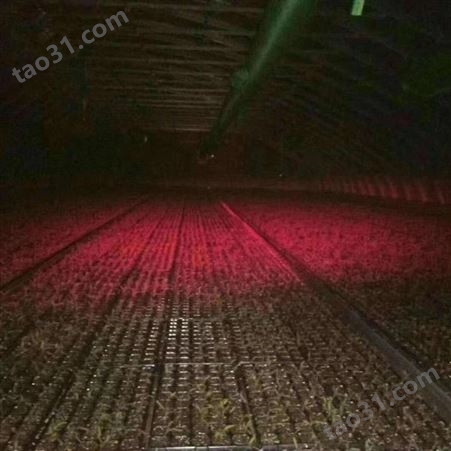 红皎阳植物大棚补光灯M101帮助作物生长灯具 一亩地一个灯 一个月三度电 增产30% 提前上市15天